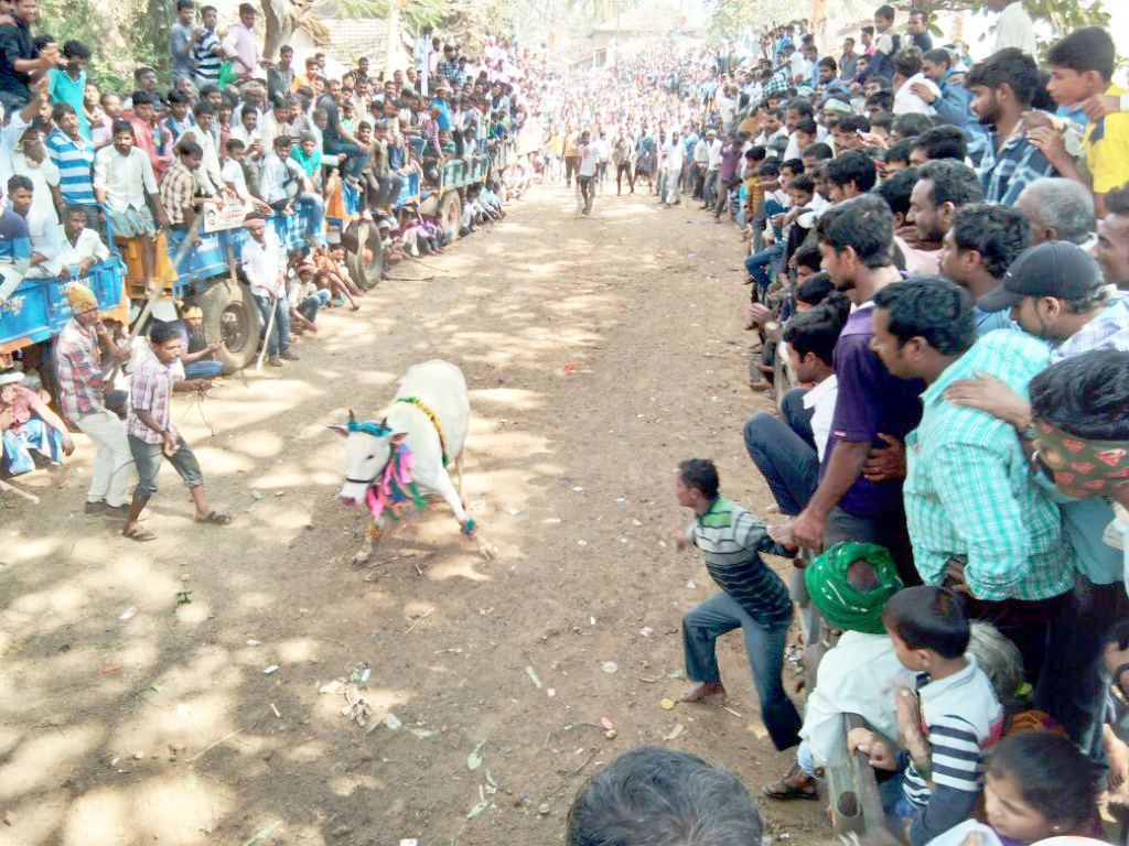 ಮುಂಡಗೋಡ: ಕಣ್ಮನ ಸೆಳೆದ ರಾಜ್ಯಮಟ್ಟದ ಹೋರಿ ಬೆದರಿಸುವ ಸ್ಪರ್ಧೆ